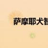 薩摩耶犬智商怎么樣（會進行訓練嗎）