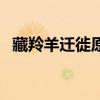 藏羚羊遷徙原因（藏羚羊遷徙的原因描述）