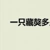 一只藏獒多少錢（寵物藏獒多少錢一只）