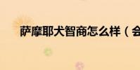 薩摩耶犬智商怎么樣(會進行訓練嗎)