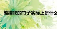 熊貓吃的竹子實際上是什么(怎么定義的)