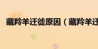 藏羚羊遷徙原因(藏羚羊遷徙的原因描述)