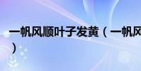 一帆風順葉子發黃(一帆風順葉子發黃怎么辦)
