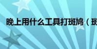 晚上用什么工具打斑鳩(斑鳩的生活習性)