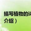 描寫植物的詩歌有哪些（關于描寫植物的詩歌介紹）