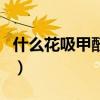 什么花吸甲醛效果最好（哪些植物是吸甲醛的）