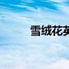 雪絨花英文版歌詞（雪絨花介紹）