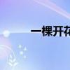 一棵開花的樹原文（作者席慕容）