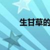 生甘草的功效（生甘草的5種功效）