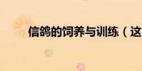 信鴿的飼養與訓練(這5點要知道)