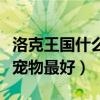 洛克王國什么寵物最好看免費（洛克王國什么寵物最好）