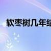 軟棗樹幾年結果（軟棗樹種植幾年能結果）