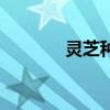 靈芝種植技術（有什么步驟）