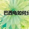 巴西龜如何分公母（它們分別有什么特點）