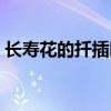長壽花的扦插時間和方法（長壽花怎么扦插）