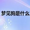 夢見狗是什么意思周公解夢（夢見狗的意思）