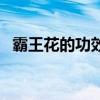霸王花的功效與作用（霸王花有什么好處）