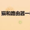 貓和路由器一樣嗎（貓和路由器是同一種嗎）