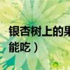 銀杏樹上的果子能吃嗎（銀杏樹上的果子能不能吃）