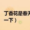 丁香花是春天開花還是夏天開花（給大家介紹一下）