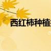 西紅柿種植技術是什么（西紅柿怎么種）