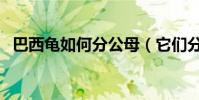 巴西龜如何分公母(它們分別有什么特點)