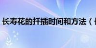長壽花的扦插時間和方法(長壽花怎么扦插)