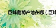 巨峰葡萄產地在哪(巨峰葡萄的簡介)