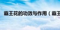 霸王花的功效與作用(霸王花有什么好處)