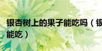銀杏樹上的果子能吃嗎(銀杏樹上的果子能不能吃)