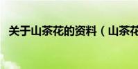 關于山茶花的資料(山茶花有什么資料呢)