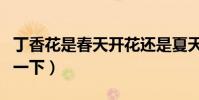丁香花是春天開花還是夏天開花(給大家介紹一下)