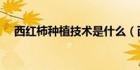 西紅柿種植技術是什么(西紅柿怎么種)