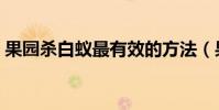 果園殺白蟻最有效的方法(果園怎么殺白蟻)