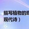 描寫植物的現代詩簡短（關于描寫植物的簡短現代詩）
