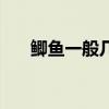 鯽魚一般幾度停口 釣鯽魚為什么停口 