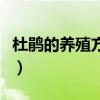 杜鵑的養殖方法和注意事項（如何養殖杜鵑花）