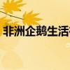 非洲企鵝生活在哪里（非洲企鵝生活的方法）