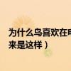 為什么鳥喜歡在電線上站一排呢（鳥喜歡在電線上站一排原來是這樣）