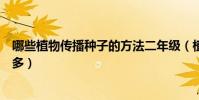 哪些植物傳播種子的方法二年級(植物傳播種子的方法有很多)