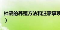 杜鵑的養殖方法和注意事項(如何養殖杜鵑花)