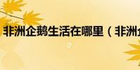 非洲企鵝生活在哪里(非洲企鵝生活的方法)