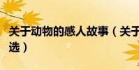 關于動物的感人故事(關于動物的感人故事精選)