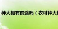 種大棚有前途嗎(農村種大棚蔬菜有前途嗎)