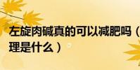 左旋肉堿真的可以減肥嗎(左旋肉堿減肥的原理是什么)