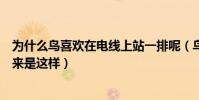 為什么鳥喜歡在電線上站一排呢(鳥喜歡在電線上站一排原來是這樣)