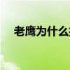 老鷹為什么打不過雄鹿 老鷹為什么擺爛 