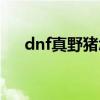 dnf真野豬怎么打（dnf真野豬怎么打）