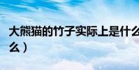 大熊貓的竹子實際上是什么(竹子實際上是什么)