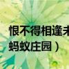 恨不得相逢未嫁時螞蟻莊園（恨不相逢未嫁時螞蟻莊園）